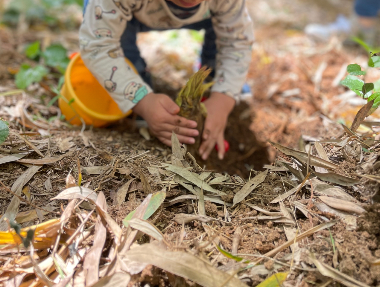 2025年春開催予定！【筍掘り×福岡県広川町】自然を感じよう！嬉しい