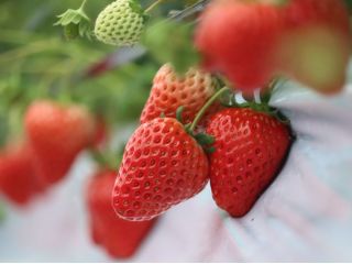 2023年リニューアルオープン!!丹波篠山の広々としたいちごハウスです!お友達やご家族とご一緒に^_^