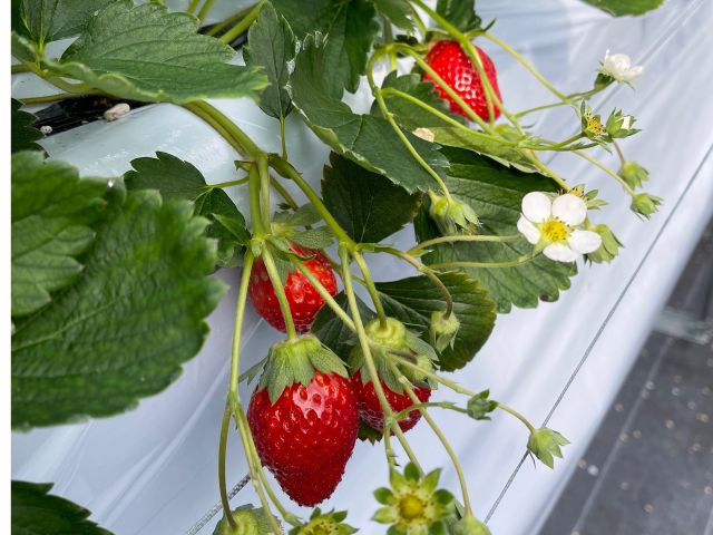 いちご狩り30分食べ放題 3品種 章姫 紅ほっぺ おいcベリー を栽培 ここいろfarm じゃらん遊び体験 いちご狩り30分食べ放題 3品種 章姫 紅ほっぺ おいcベリー を栽培 ここいろfarm じゃらん遊び体験