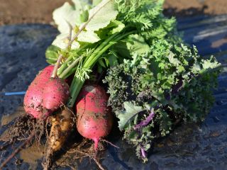 採れたての紅くるり大根と金美ニンジン