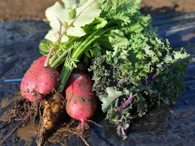 採れたての紅くるり大根と金美ニンジン