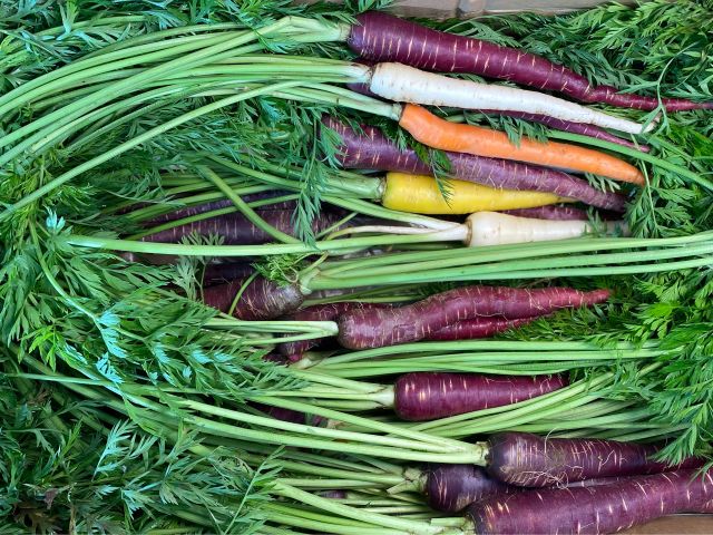 カラフルニンジン