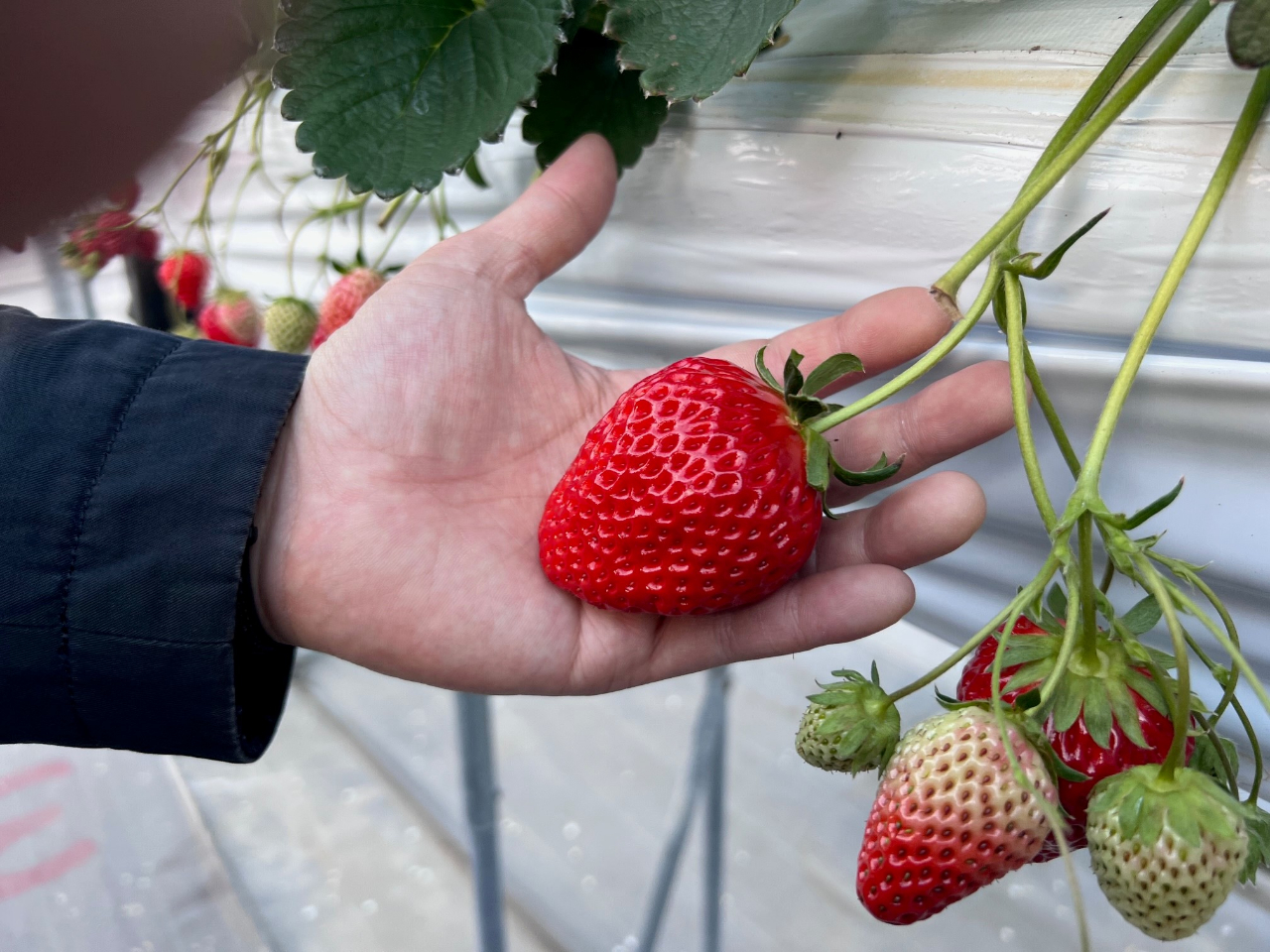 �^���Ԃȑ傫�Ȃ�����