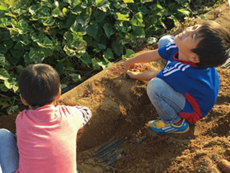 11月限定!芋ほり体験☆彡