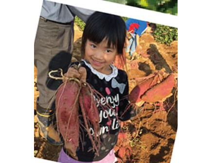 収穫したお芋は一か月ねかせて美味しくお召し上がりください♪