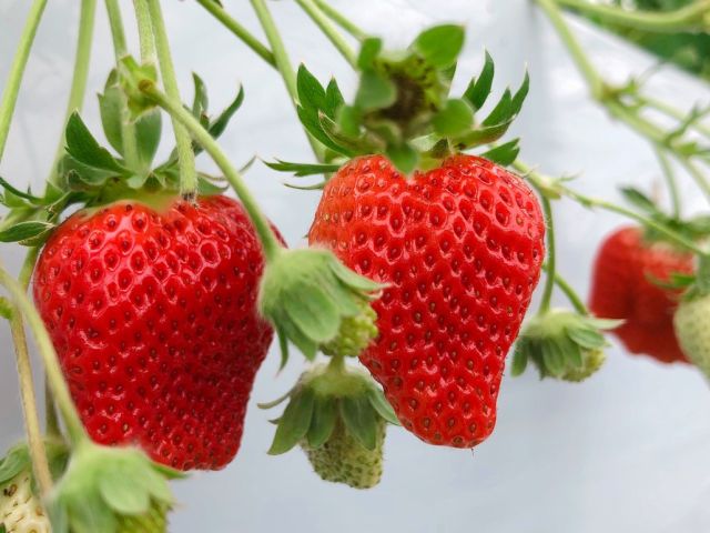 大きないちごあります!