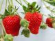 大きないちごあります!
