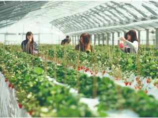 甘いいちごをご堪能下さい♪