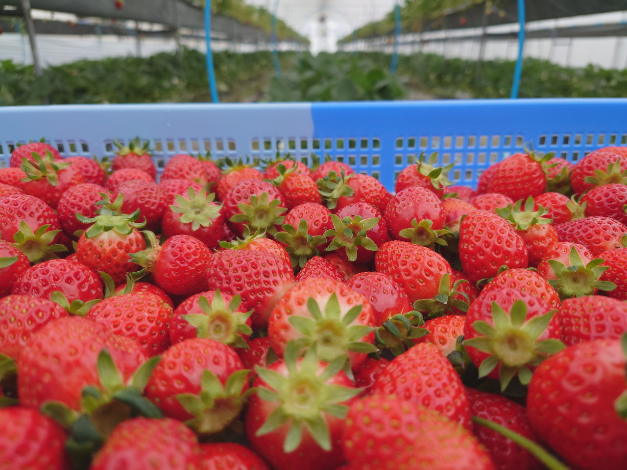 市場 イチゴパック 100枚入 農薬 Uk 300