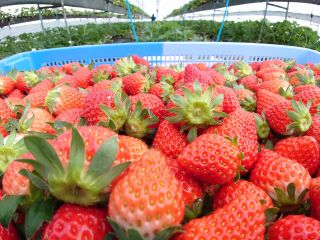 こだわりの甘いイチゴ(^^)/たっぷりとご堪能ください♪