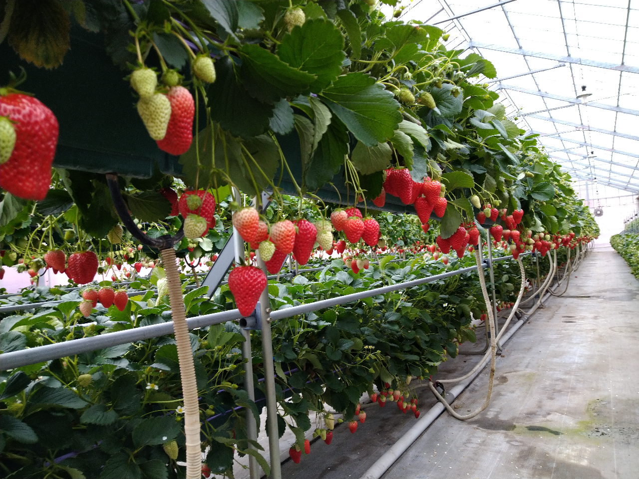 ���ɂ����ӂ��`�ނ̎ʐ^3