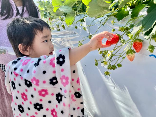 埼玉 いちご狩り 30分食べ放題 今シーズンからオープンの綺麗なハウスでいちご狩りをお楽しみください 未来の郷 じゃらん遊び体験 埼玉 いちご狩り 30分食べ放題 今シーズンからオープンの綺麗なハウスでいちご狩りをお楽しみください 未来の郷 じゃらん遊び体験