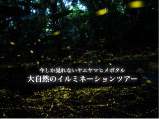 ヤエヤマヒメボタルの乱舞は必見