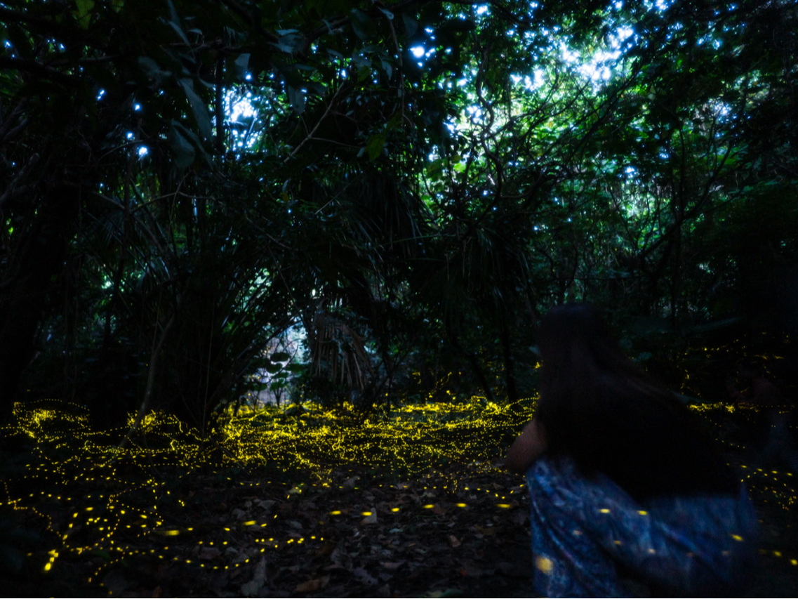 �����O�~�Ƃ��̂���郄�G���}�q���{�^���I