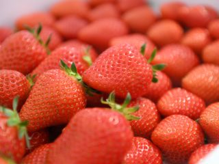 三重県発祥の【かおりの】を本場で味わう伊勢苺園のいちご体験