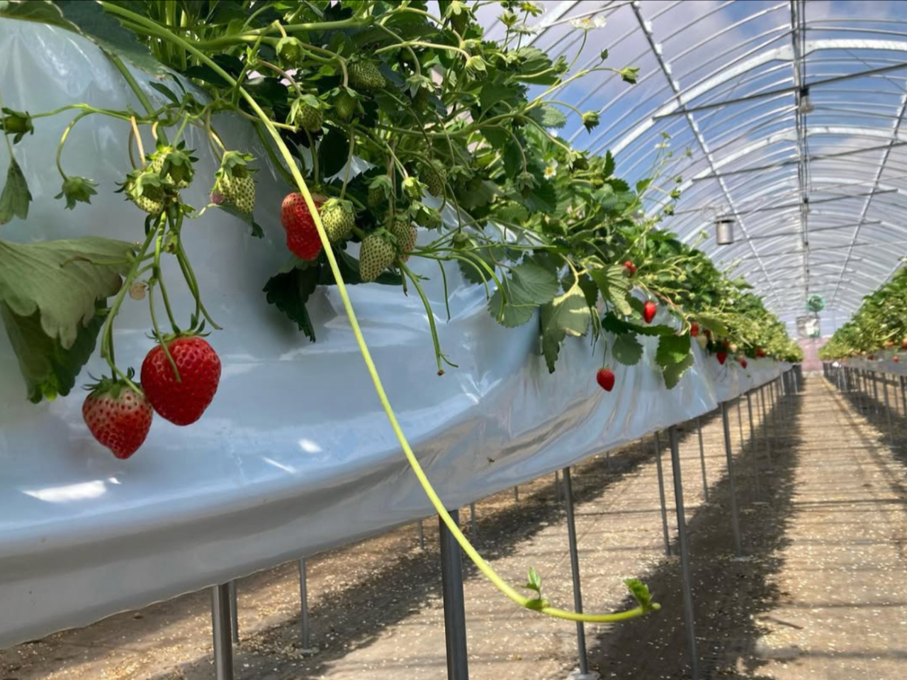 【三重・伊勢】＜いちご狩り40分食べ放題♪＞ハウス貸切で三重県ご当地品種の「かお...