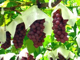 四季折々の果物狩り