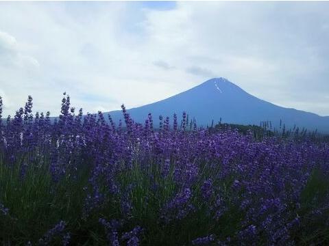 xmRƉ͌ΑΌ̃x_[@i6j