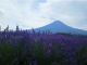 富士山と河口湖大石公園のラベンダー (6月頃)