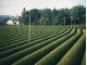 Sayama Tea Farm