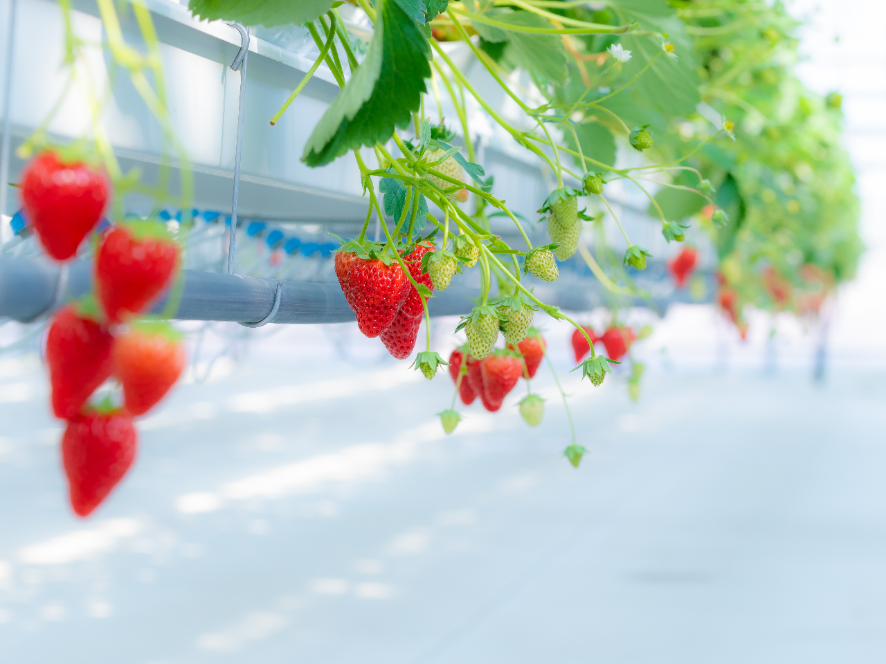 2月】いちご狩り45分食べ放題！国内最大級の空中いちご庭園♪運が
