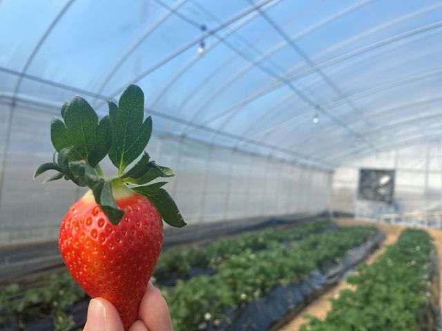 30分いちご狩り 土耕栽培で土からの栄養たっぷりの大きくてあま いいちごが自慢 奈良ブランドもあり 取田農園 じゃらん遊び体験 30分いちご狩り 土耕栽培で土からの栄養たっぷりの大きくてあま いいちごが自慢 奈良ブランドもあり 取田農園 じゃらん遊び体験