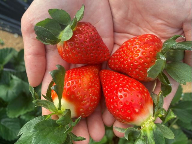 30分いちご狩り 土耕栽培で土からの栄養たっぷりの大きくてあま いいちごが自慢 奈良ブランドもあり 取田農園 じゃらん遊び体験 30分いちご狩り 土耕栽培で土からの栄養たっぷりの大きくてあま いいちごが自慢 奈良ブランドもあり 取田農園 じゃらん遊び体験