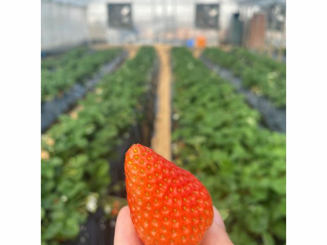 30分いちご狩り 土耕栽培で土からの栄養たっぷりの大きくてあま いいちごが自慢 奈良ブランドもあり 取田農園 じゃらん遊び体験 30分いちご狩り 土耕栽培で土からの栄養たっぷりの大きくてあま いいちごが自慢 奈良ブランドもあり 取田農園 じゃらん遊び体験