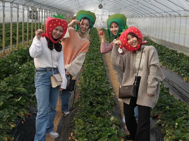 30分いちご狩り 土耕栽培で土からの栄養たっぷりの大きくてあま いいちごが自慢 奈良ブランドもあり 取田農園 じゃらん遊び体験 30分いちご狩り 土耕栽培で土からの栄養たっぷりの大きくてあま いいちごが自慢 奈良ブランドもあり 取田農園 じゃらん遊び体験