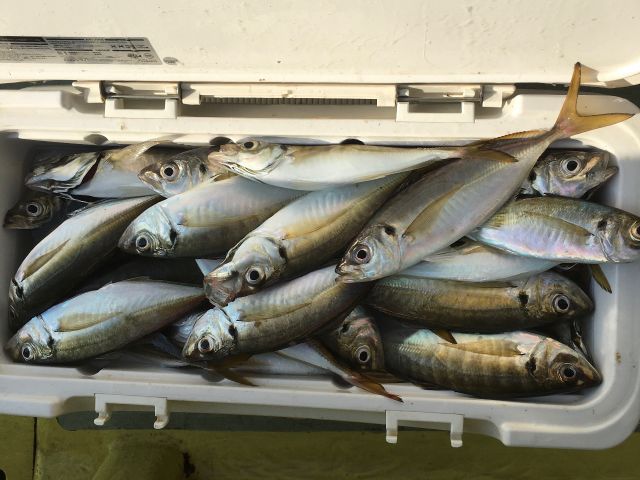 横浜市 船釣り 平日 7名から貸切り Ltアジ五目釣り 竿 手巻リールセットレンタル無料で初心者の方にもおすすめ 木川丸 じゃらん遊び体験 横浜市 船釣り 平日 7名から貸切り Ltアジ五目釣り 竿 手巻リールセットレンタル無料で初心者の方にもおすすめ 木川丸 じゃらん遊び体験
