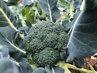 葉っぱの間から顔を出すブロッコリーがかわいらしいです!