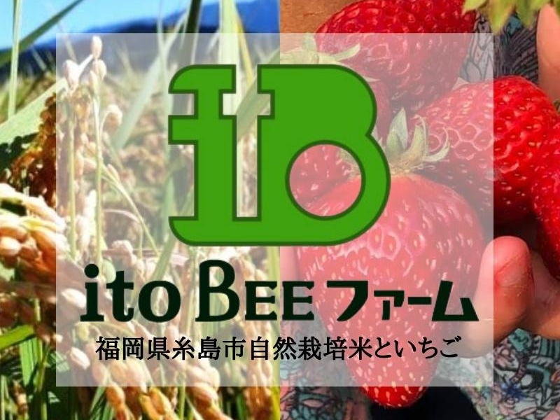 New 22年open 糸島の観光農園 あまおう 紅ほっぺの40分の食べ放題 土日限定 Itobeeファーム じゃらん遊び体験