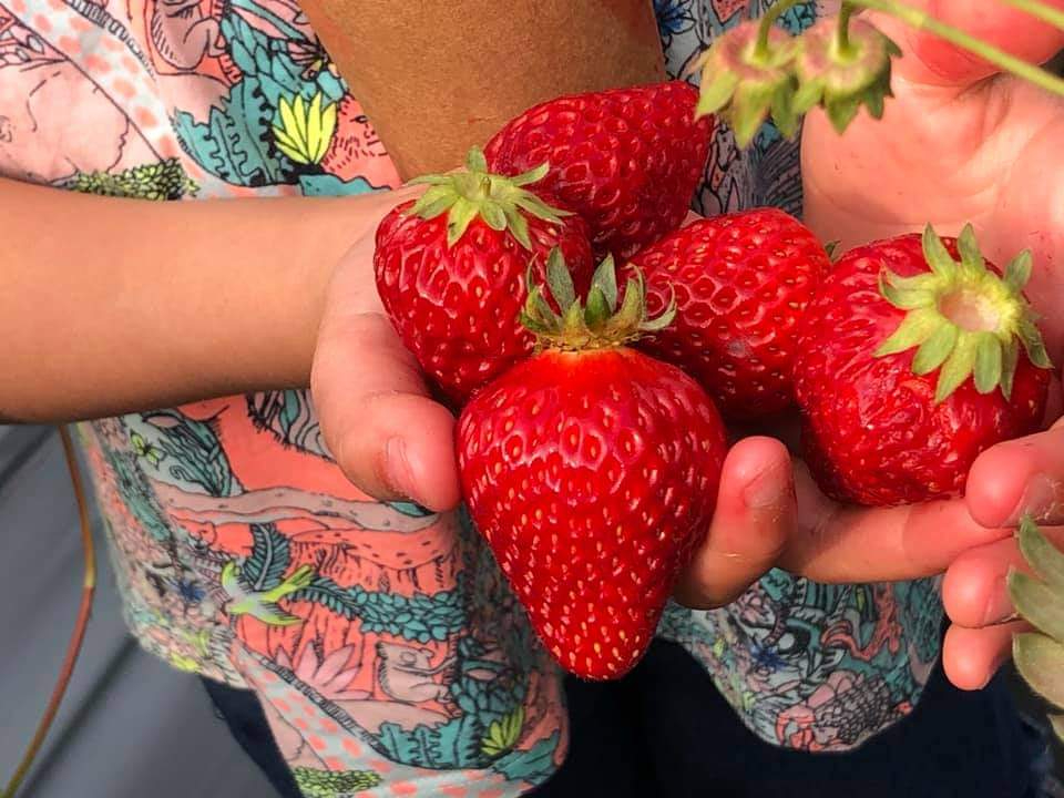 New 23年open 糸島の観光農園 あまおう 紅ほっぺ かおりのの40分の食べ放題 土日限定 Itobeeファーム じゃらん遊び体験