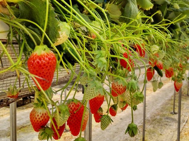 4月からはこちら いちご狩り 40分食べ放題 珍しい品種あり 減農薬で育てた甘くておいしいいちごをたくさん召し上がれ Sns映えスポットも充実してます いちごの森 あおやま じゃらん遊び体験 4月からはこちら いちご狩り 40分食べ放題 珍しい品種あり 減農薬で育てた甘くておいしいいちごをたくさん召し上がれ Sns映えスポットも充実してます いちごの森 あおやま じゃらん遊び体験