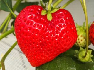 希にハート形のいちごができることも♪