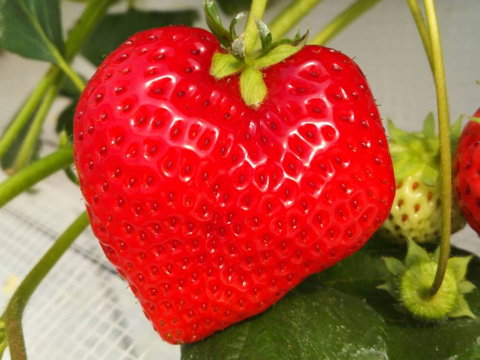 ��Ƀn�[�g�`�̂��������ł��邱�Ƃ���