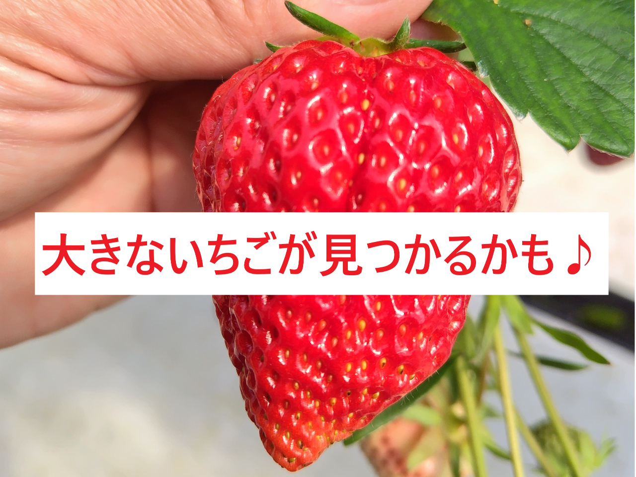 月曜のみ開催＼＊いちご狩り＊摘み取り体験＊／珍しい品種あり！化学