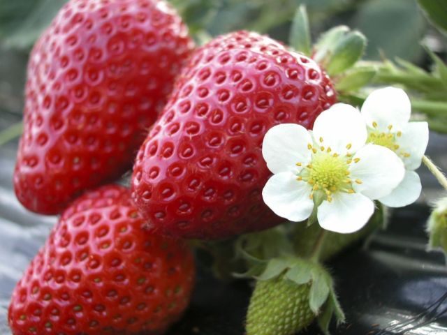 館山最大規模 館山いちご狩りセンターで30分のいちご狩り 事前入園確約で安心 クーポンポイントでお得に予約 ファミリーオススメ 館山いちご狩りセンター じゃらん遊び体験 館山最大規模 館山いちご狩りセンターで30分のいちご狩り 事前入園確約で安心 クーポンポイントでお得に予約 ファミリーオススメ 館山いちご狩りセンター じゃらん遊び体験