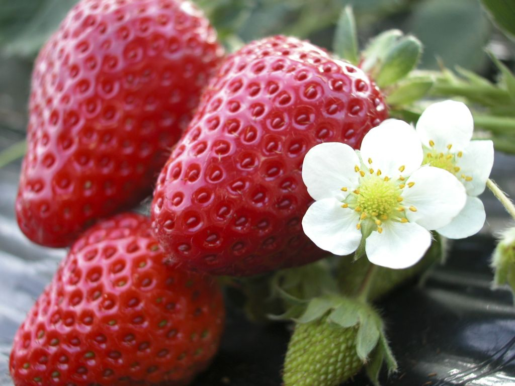 4/6~【いまから飛び込みOK!当日限定プラン!】毎日休まず営業中♪こだわり苺を...