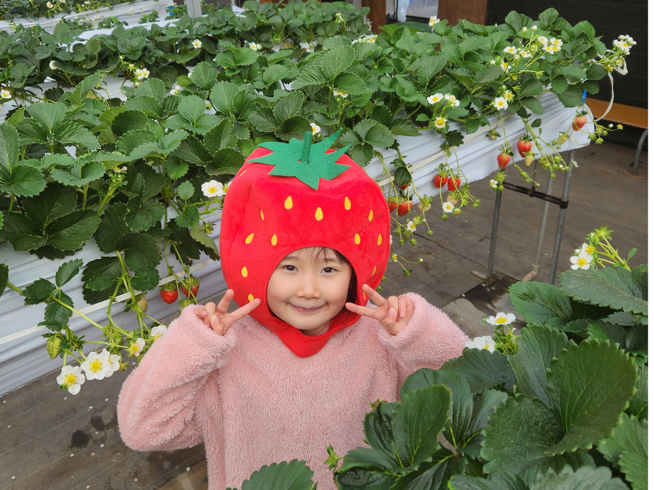 3月】最大13品種食べ比べOK！練乳おかわり自由！45分いちご狩り