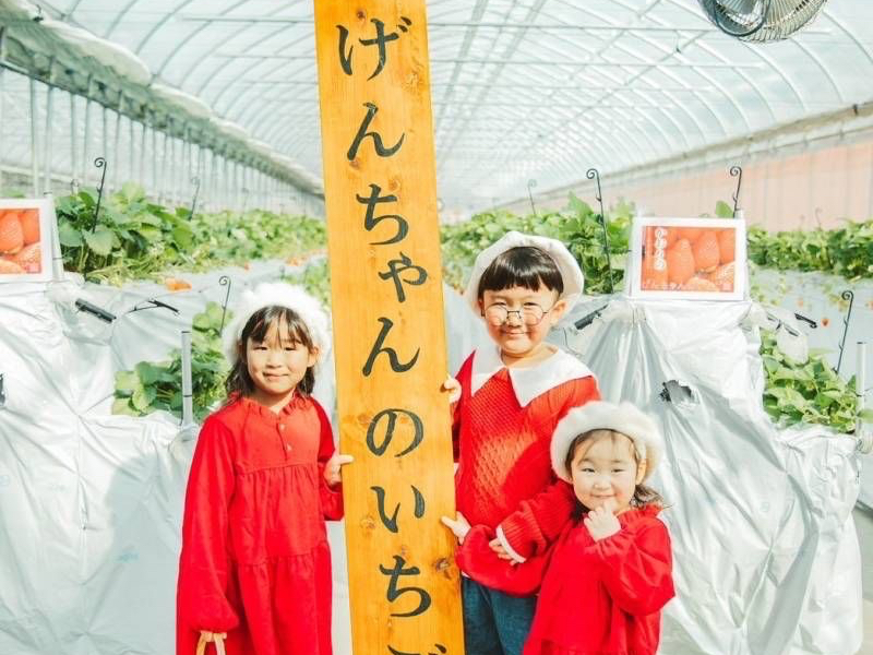 【千葉・八千代×いちご食べ放題】最大3品種☆35分間いちご狩り☆彡高設栽培でお子...