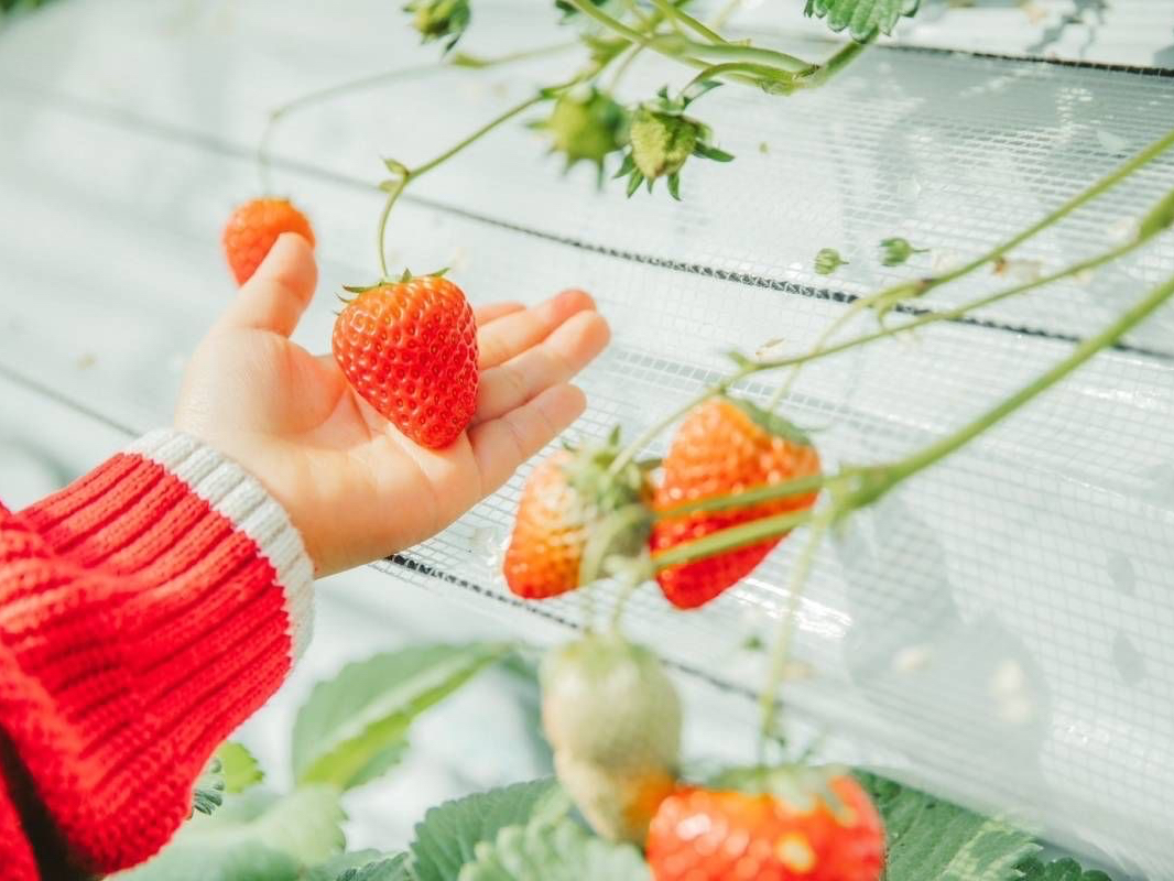 【千葉・八千代×いちご摘み取り体験】お好きな完熟いちごをパックに詰めてお持ち帰り...