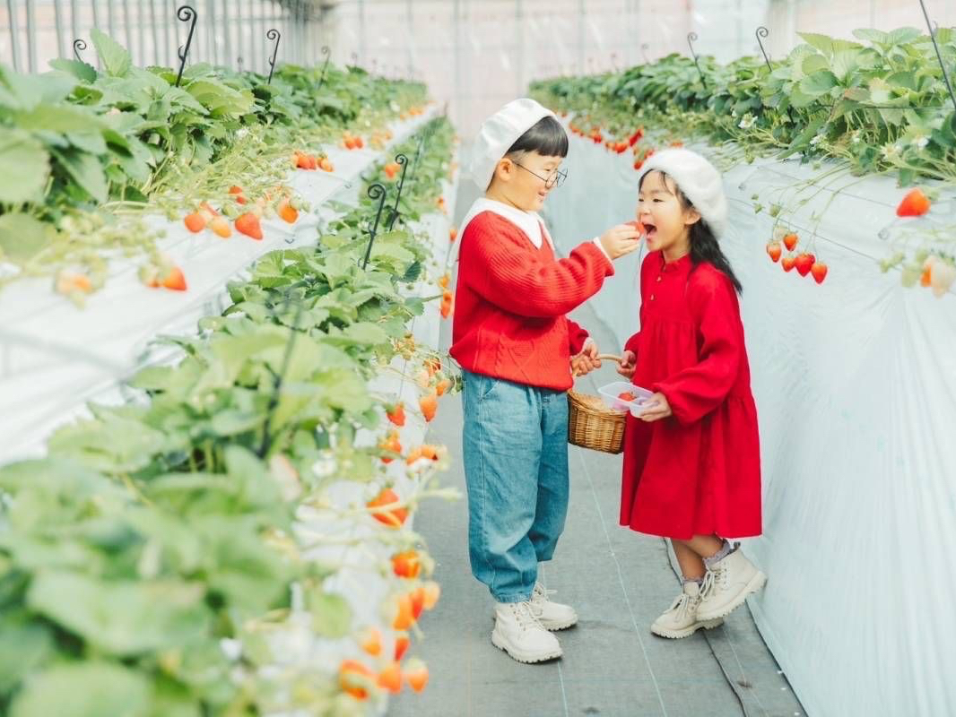 【じゃらんスペシャルウィーク】【千葉・八千代×いちご食べ放題】最大3品種☆35分...