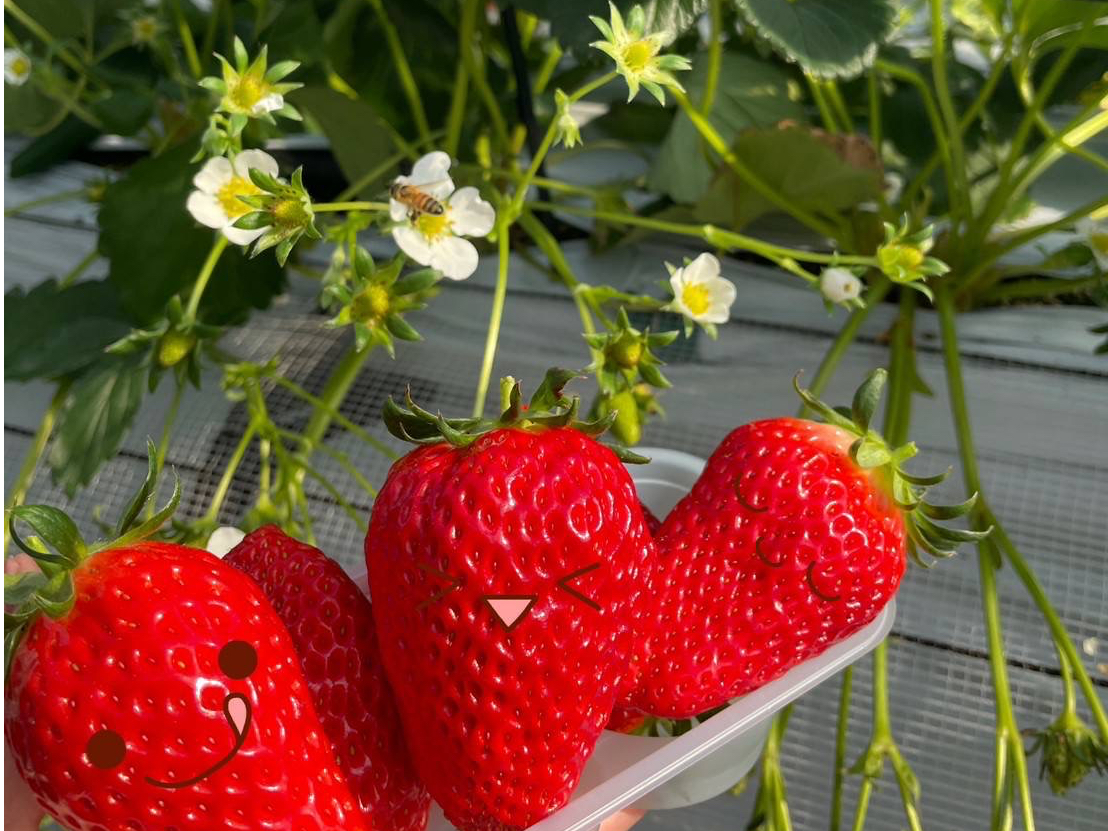 【じゃらんのお得な10日間】【千葉・八千代×いちご食べ放題】最大3品種☆35分間...