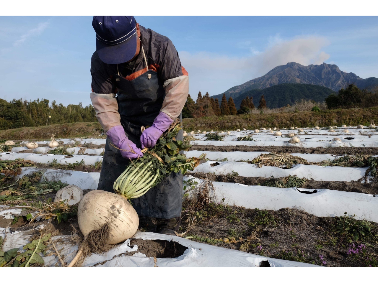 山採り　アカシデ　特大 伊豆大島の裏砂漠ガイドツアー│オレンジフィッシュ｜伊豆大島の