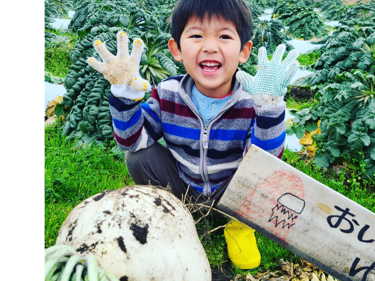 1月中旬-2月末限定！】1人1本の桜島大根収穫体験！≪ファミリー