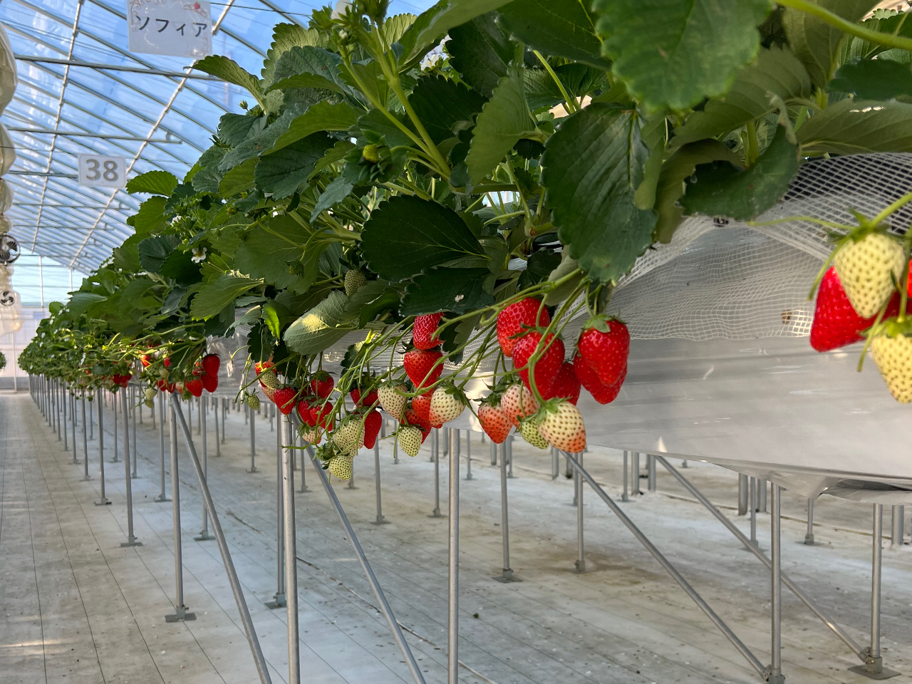 ݍ͔|̂ߊyȎpły݂܂