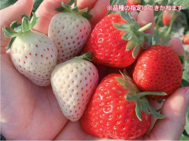 2/1～2/28】石垣いちご狩り・複数品種食べ比べ60分♪運が良ければ白苺