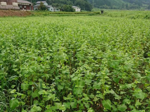 【そば打ち体験】《2玉以上のご予約となります》☆初心者歓迎☆打ち立てのお蕎麦をそ...