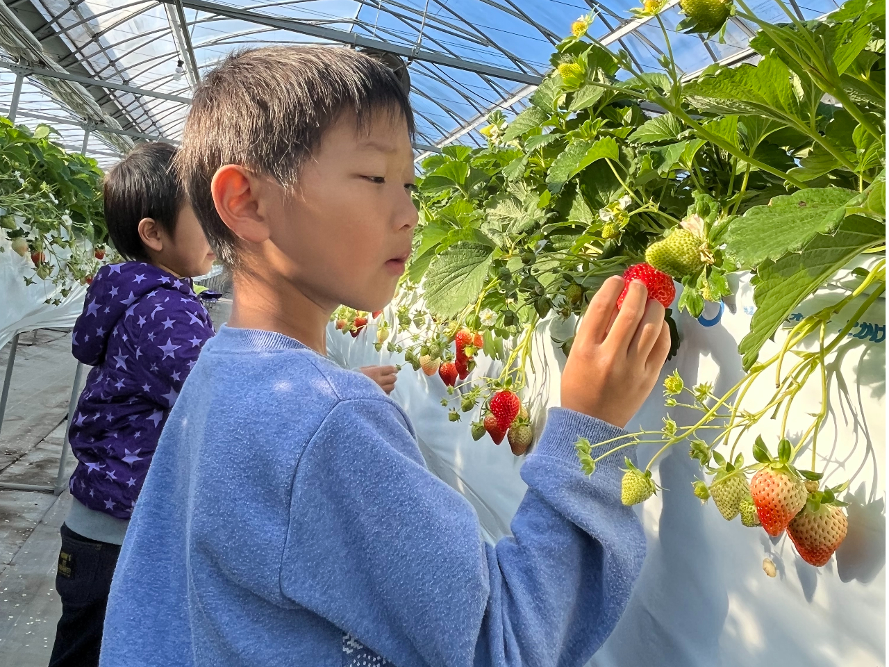 お子様でも手の届く位置にいちごが実っています！